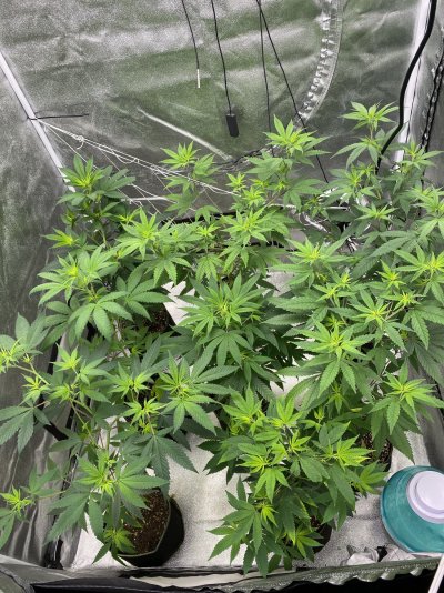 How to keep 1 gal flowering girls healthy
