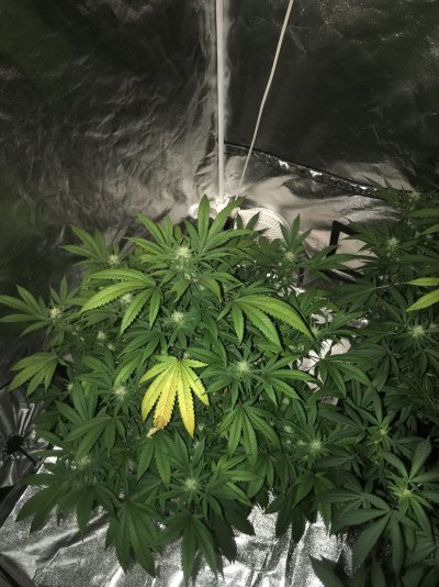 cannabis-deficiency-during-flower.jpeg