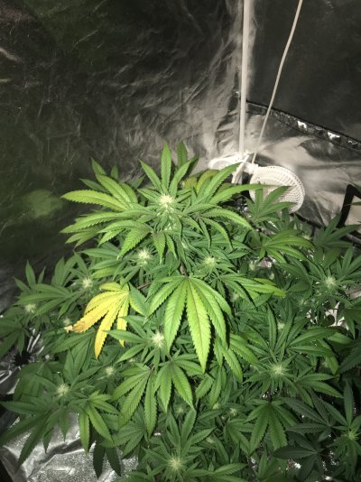 Cannabis deficiency during flower