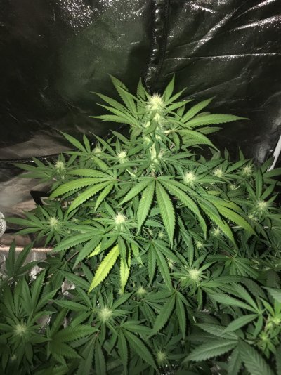 Cannabis deficiency during flower