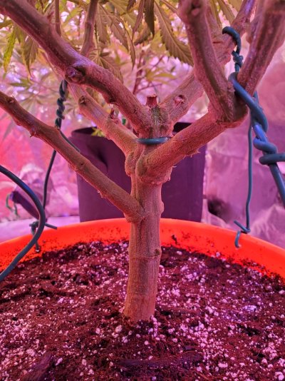 Newbie breaks plant