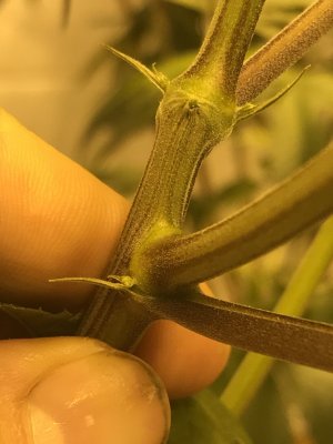 HELP ARE THESE 100% MALE SPROUTS