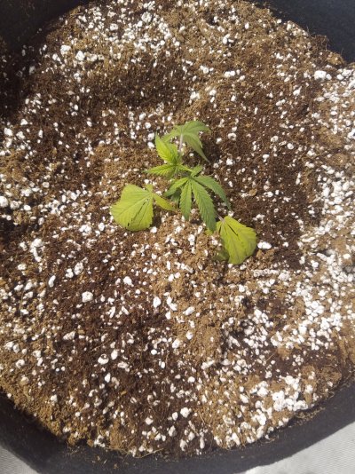 My rooted clones always seem to yellow badly before taking off