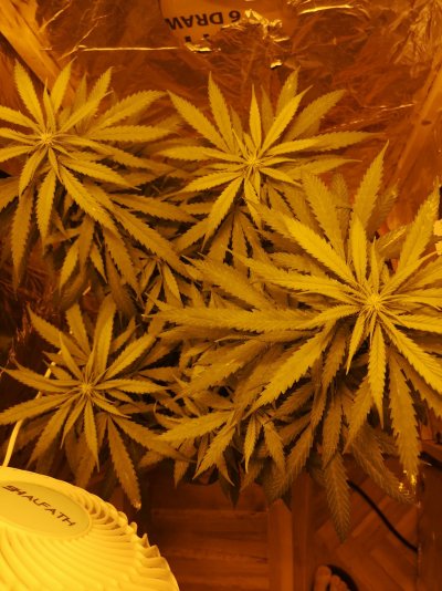 help-me-diagnose-my-plant-2.jpg