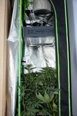 Mars-Hydro 420 giveaway! Everyone have fun!