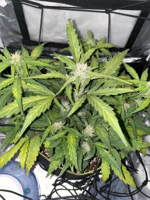 Sick plants?