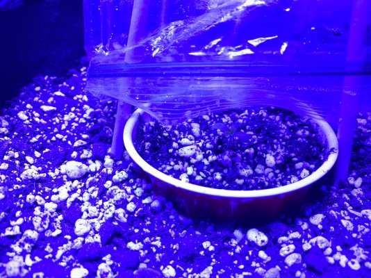 First Time [soil] Grower - Grow Journal