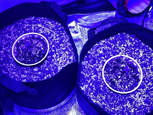 First Time [soil] Grower - Grow Journal