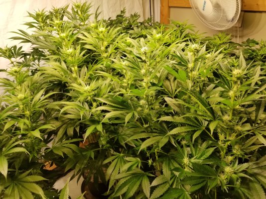 Just wasted $2000 on LEDS (or) WHY LEDS suck