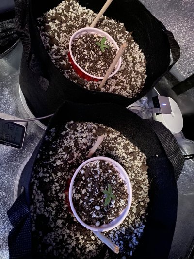 First Time [soil] Grower - Grow Journal