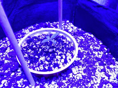 First Time [soil] Grower - Grow Journal