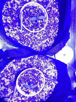 First Time [soil] Grower - Grow Journal