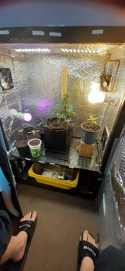 My Hobbie grows in isolation !!! 🤯