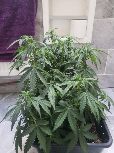 What's wrong with my plant, help please