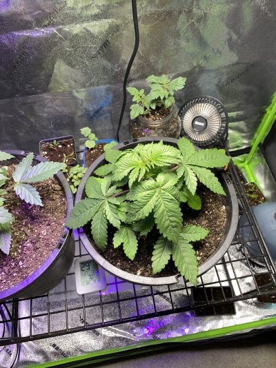 am-i-still-overwatering-2.jpeg