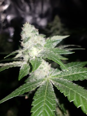 Let's See Your Frostiest Flowers