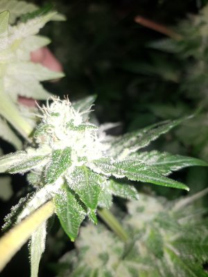 Let's See Your Frostiest Flowers