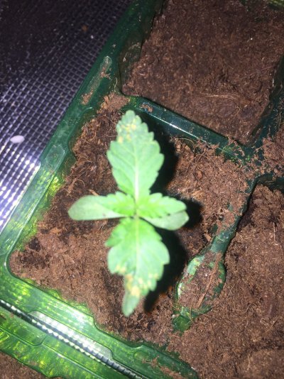 Seedlings look sick