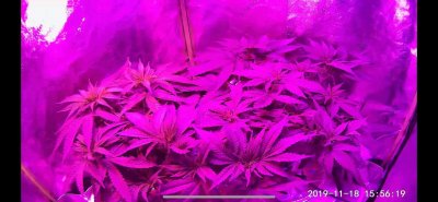 2019-11-18.jpg