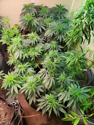 Mars-Hydro 420 giveaway! Everyone have fun!