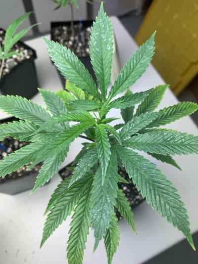 HELP PLEASE pm or something else