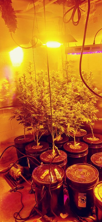5 plants or 9 plants on 1000hps on DWC