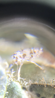 unknown-pest-2.png