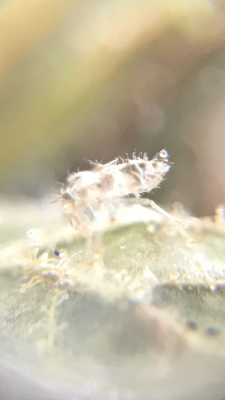 unknown-pest-3.png