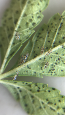 unknown-pest-6.png
