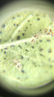 unknown-pest-7.png