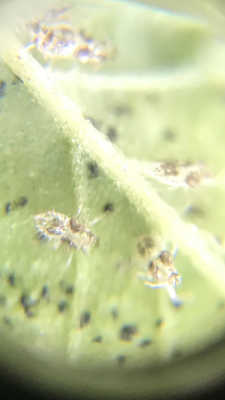 unknown-pest-8.png