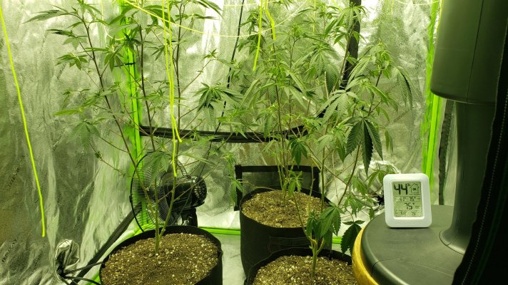 First day of flower !