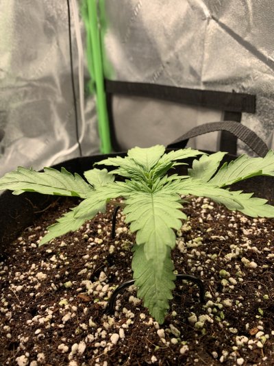 Need opinions on my Autoflower grow.