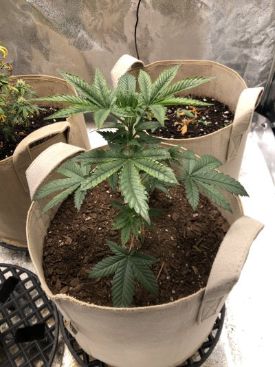 indoor-grow-plant-showing-issues.jpg