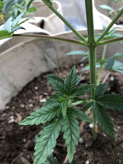 Indoor grow. Plant showing issues