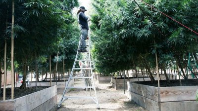 sonder-farms-cannabis-plants-being-trimmed-1200x853.jpg