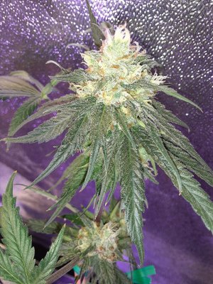 Let's See Your Frostiest Flowers