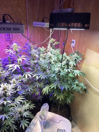 2nd-grow-2.jpeg