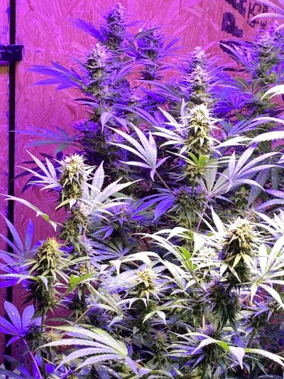 2nd grow