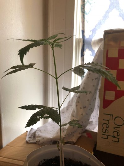 Help?!?