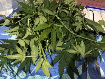 Leafs have spots please help!