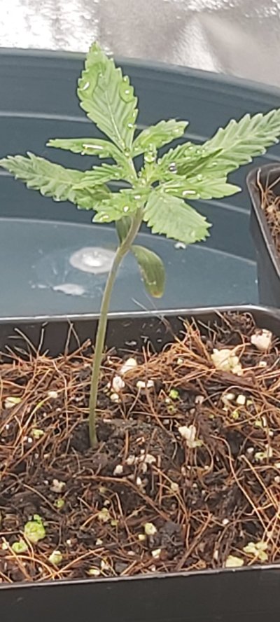 Some help/advices would be great