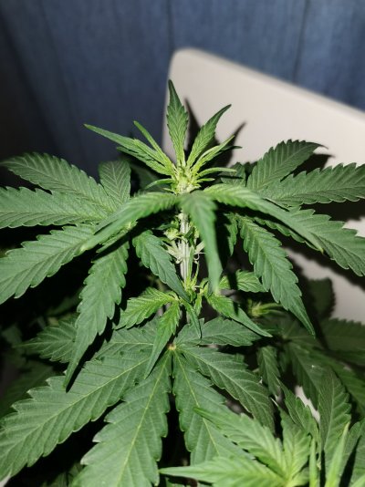 *IndooR grow Tips* NL x Big Bud & Tropical