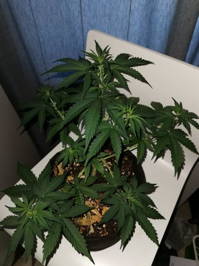 *IndooR grow Tips* NL x Big Bud & Tropical