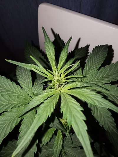 *IndooR grow Tips* NL x Big Bud & Tropical