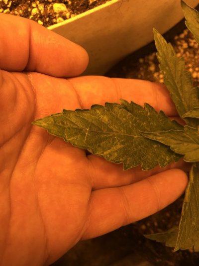Nutrient deficiency