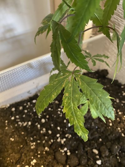 need-help-identifying-source-of-plant-problems.jpeg