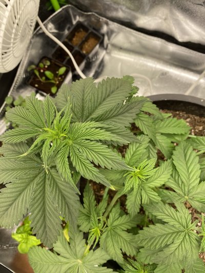Yellowing tips!