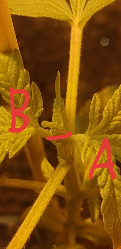topping-for-the-first-time---sourdiesel.jpg