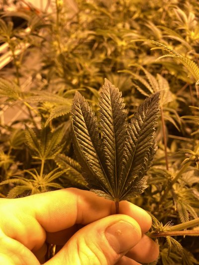 2 Potential Issues... Spider mites or just spiders?  Also, rare leaf twist... Please Help (pics)